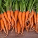 Любовь-морковь. Полезный овощ для нашего здоровья.