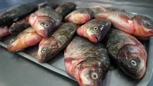 О рисках, связанных с употреблением рыбы и рыбной продукции