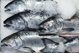 О контроле за качеством и безопасностью рыбы и морепродуктов
