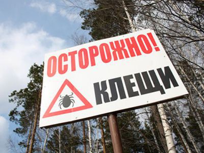 Эпидемиологическая ситуация по инфекциям, передающимся клещами