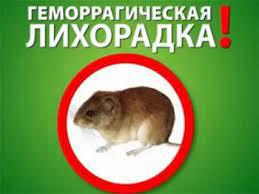 О профилактике геморрагической лихорадки с почечным синдромом (ГЛПС)