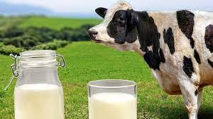 О молоке и молочных продуктах в рационе питания