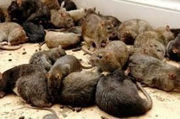 Профилактика природно-очаговых инфекций, передающихся грызунами